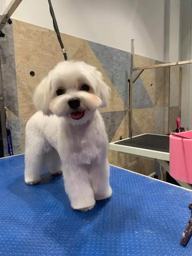 Psi Fryzjer Poznań Little Heroes